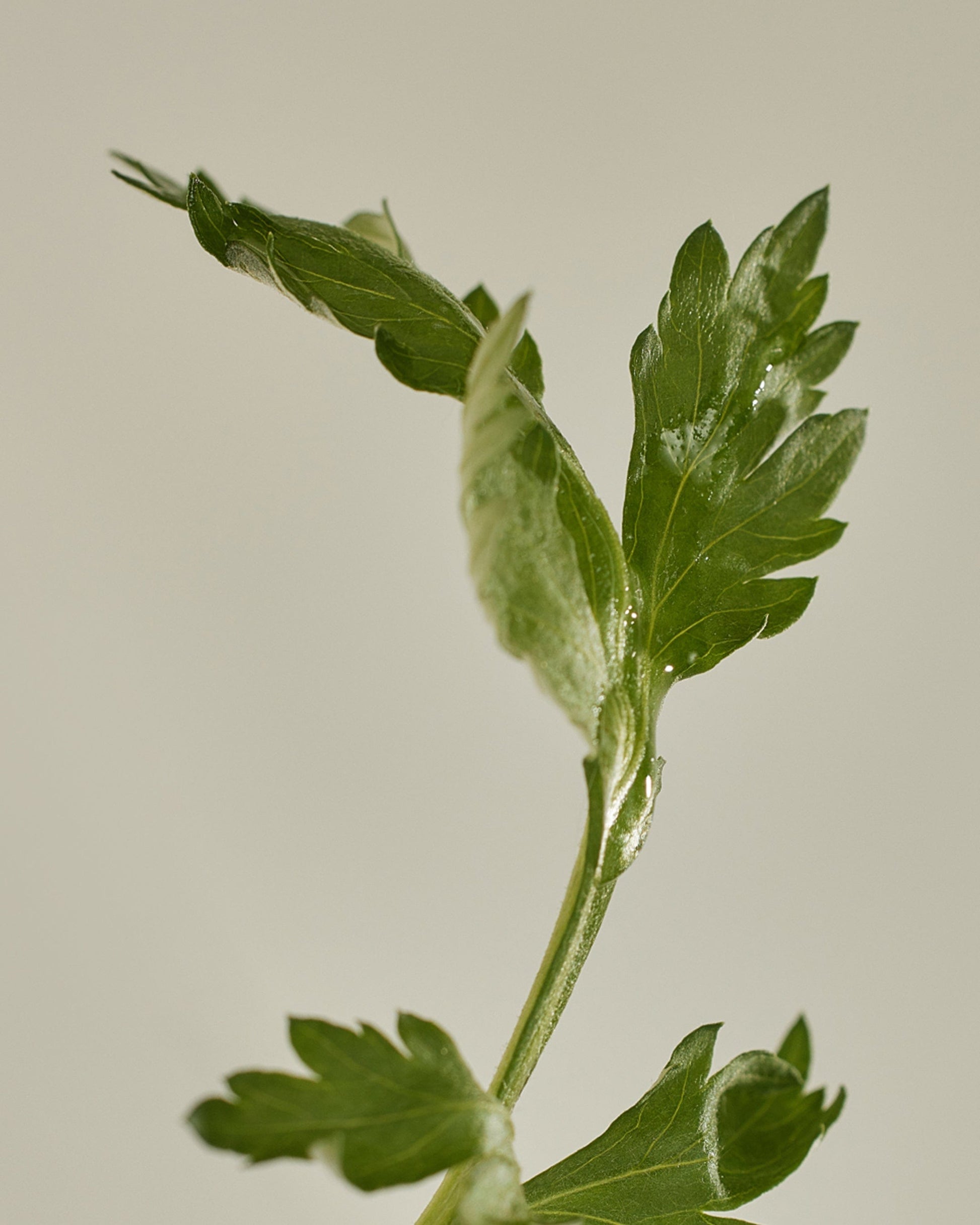 Beauty of Joseon Matte Sun Stick: Mugwort+Camelia - High Protection (SPF 50+ PA++++) esBeauty